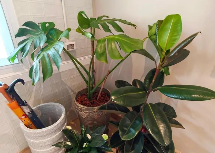 Albergue Lily House Banguecoque